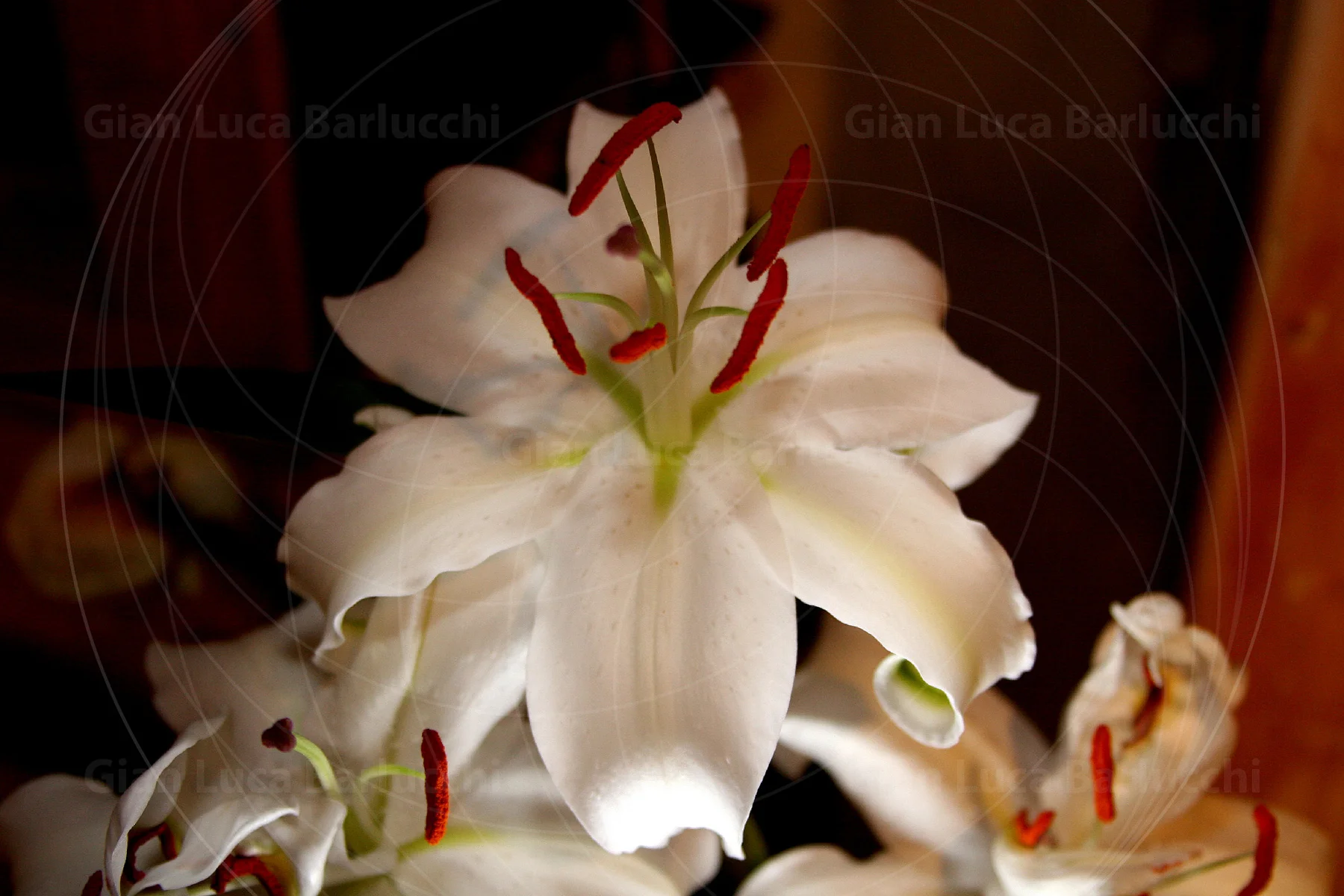 White lilies with long red stamens against a dark background
