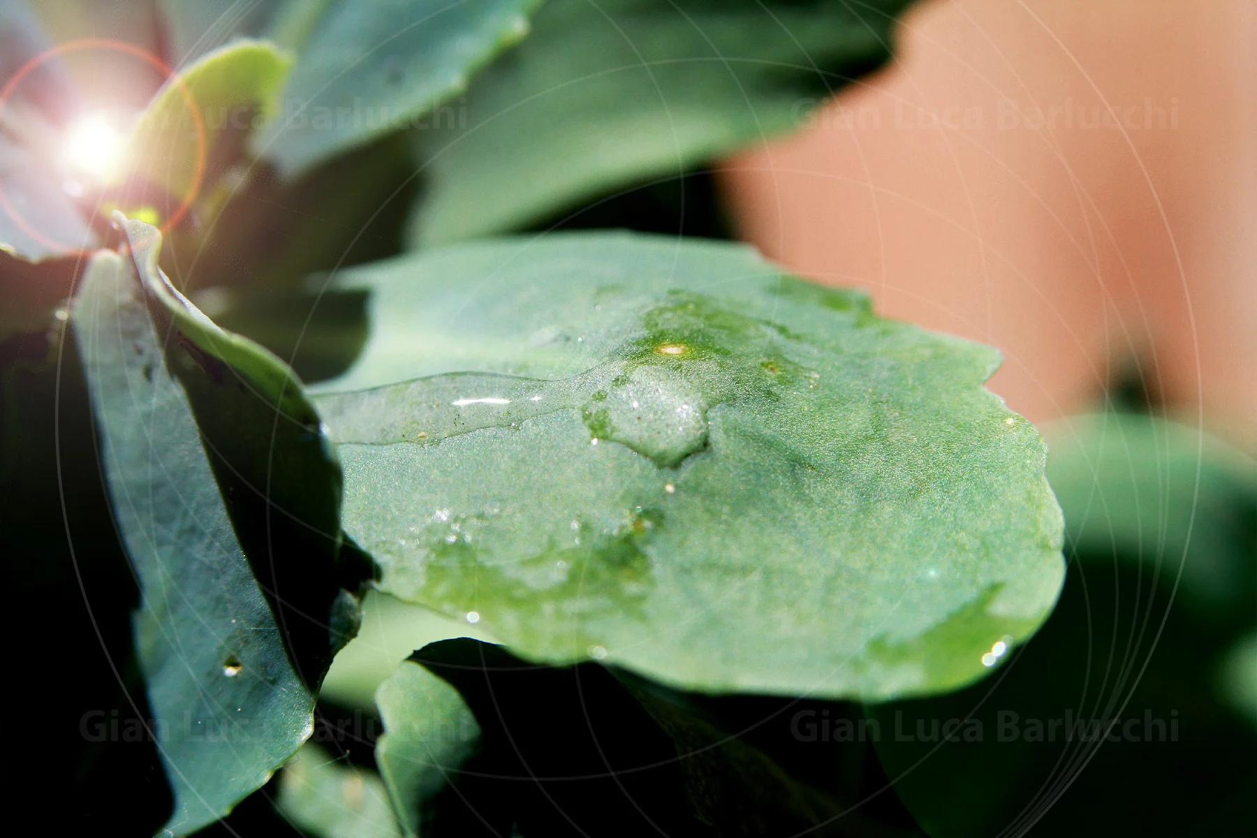 Water droplets resting on a green leaf in sunlight