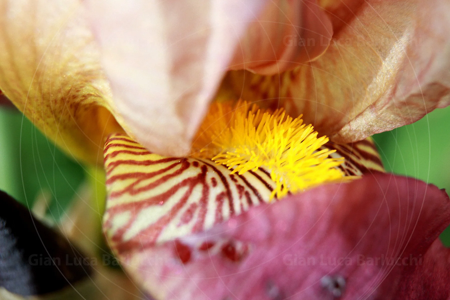 Close-up of an iris flower's yellow centre and striped petals