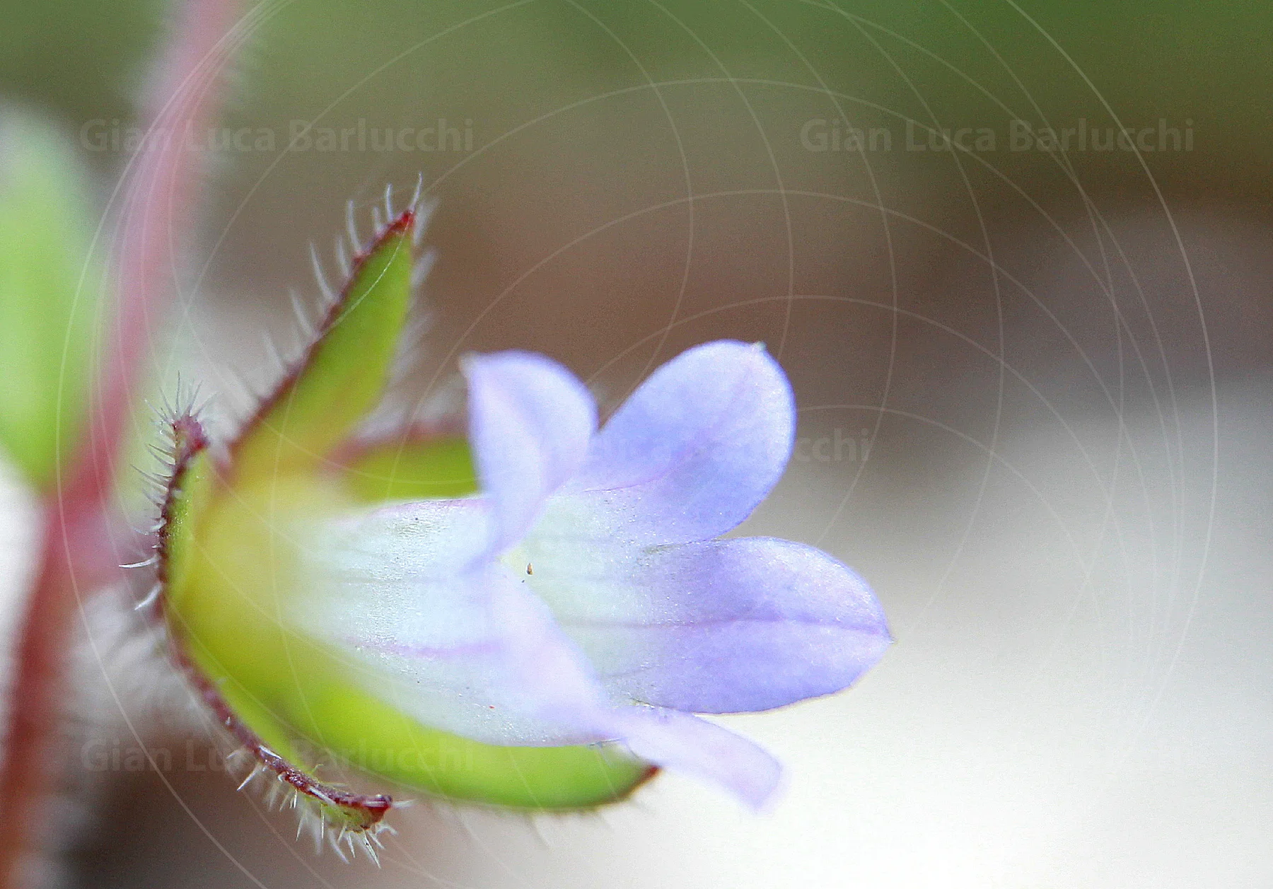 Close-up of a pale purple flower with a green calyx