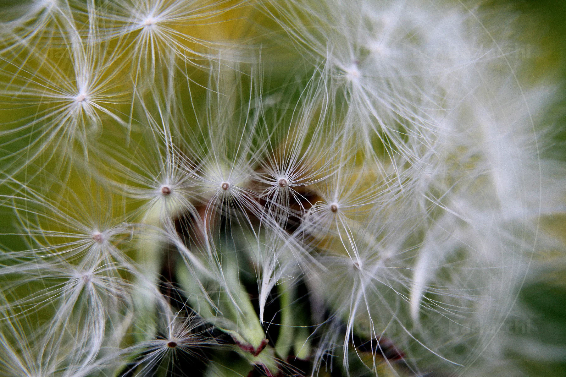 White dandelion seed head against a blurred yellow-green background
