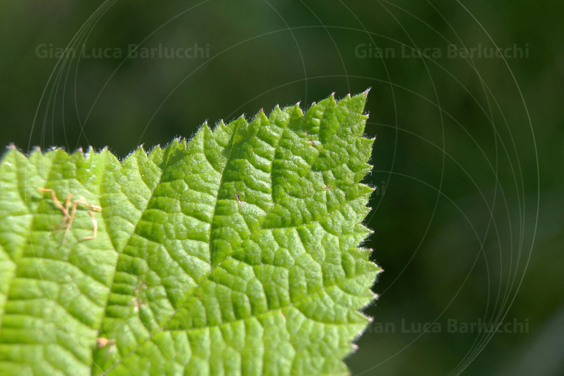 Bright green serrated leaf with a small spider on its surface