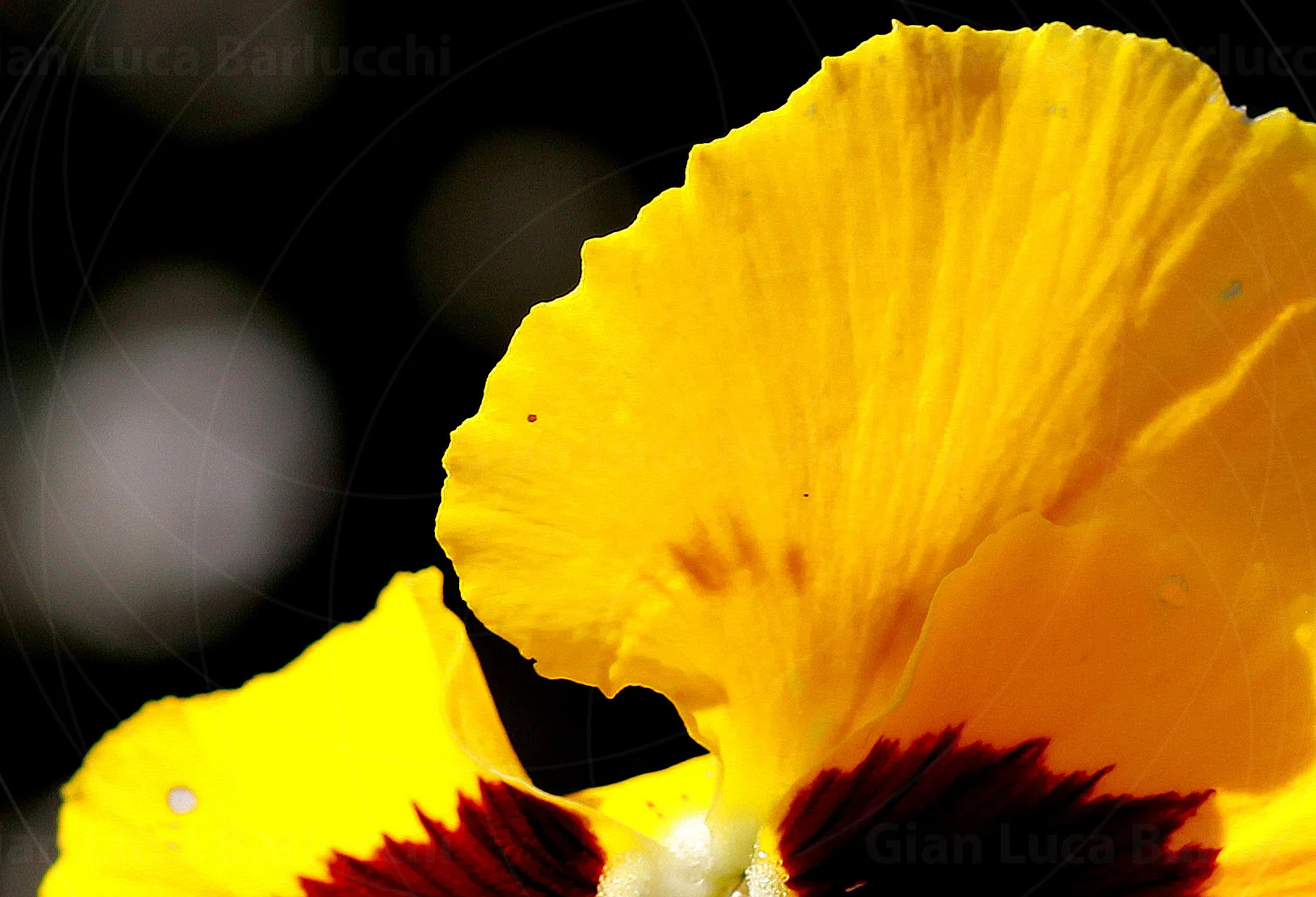 Close-up of a yellow flower with dark red markings at the centre