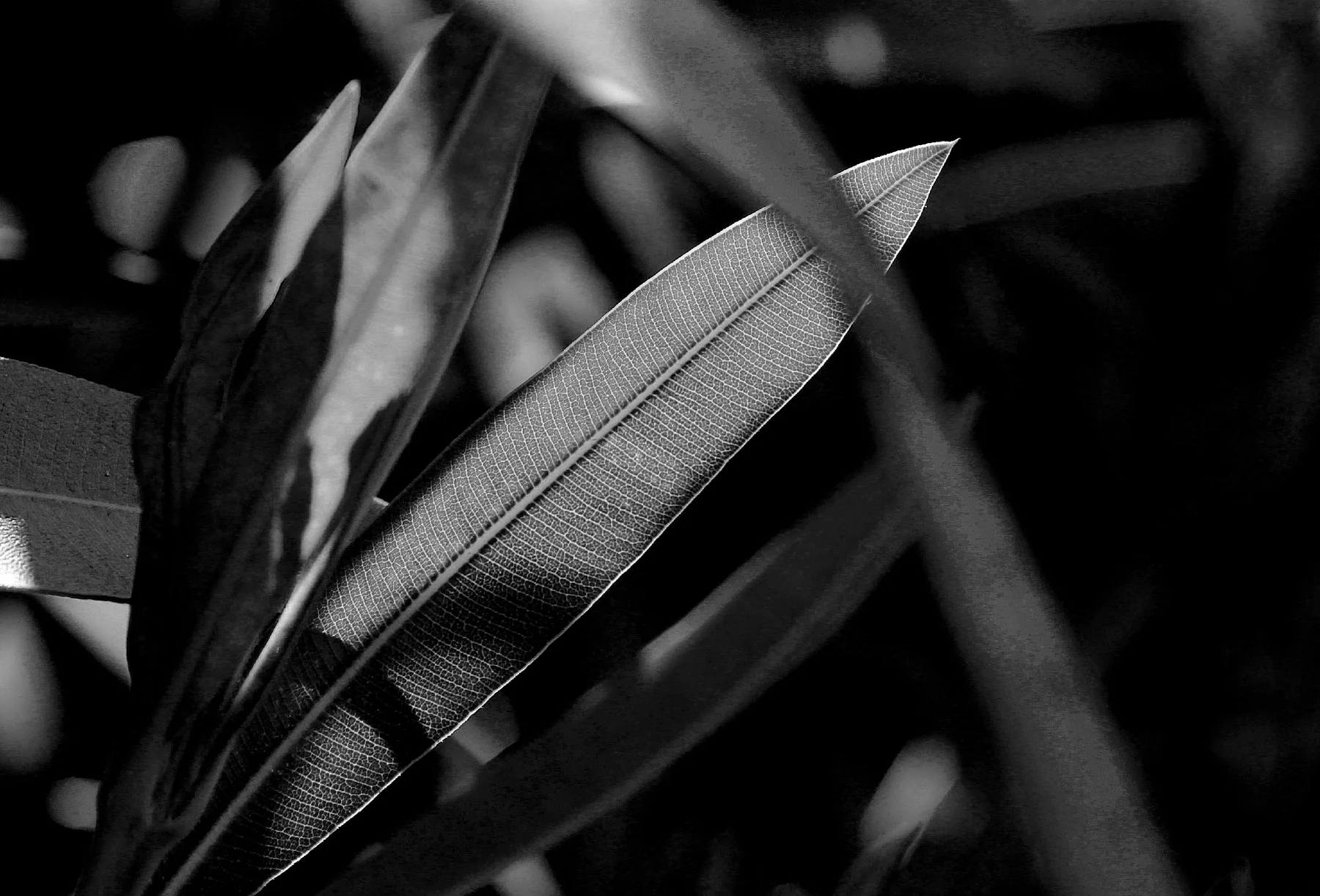 Black-and-white close-up of slender leaves with sharply defined veins