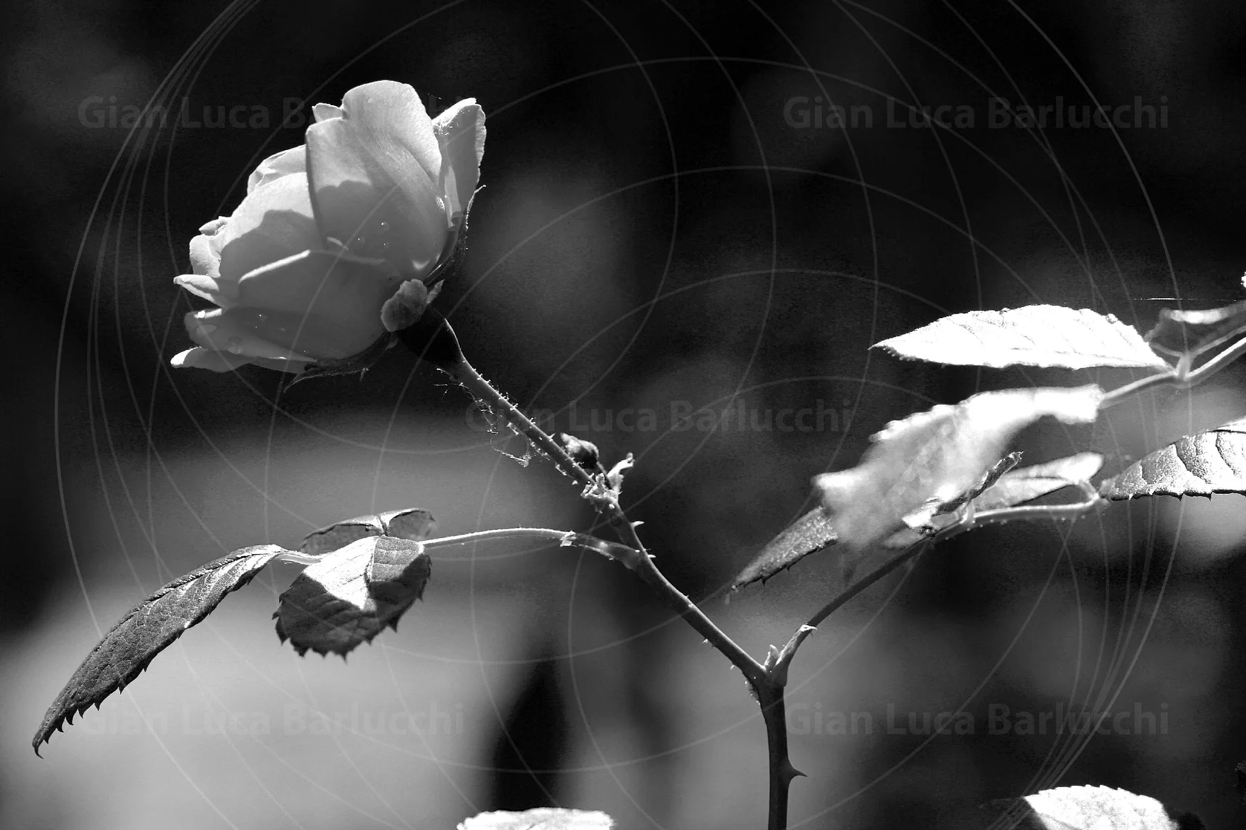Black-and-white side view of a rose and leaves on a thorny stem