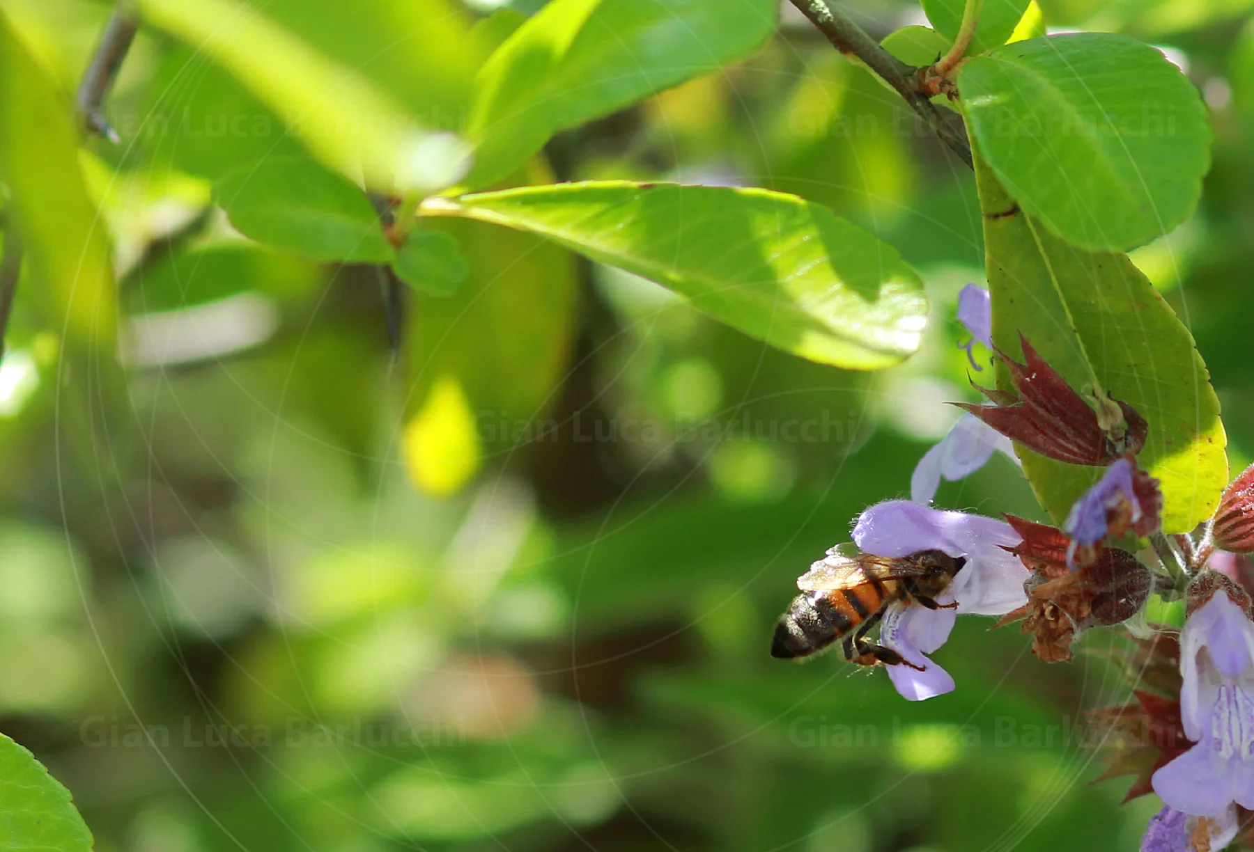 Bee hovering beside small purple flowers and green leaves