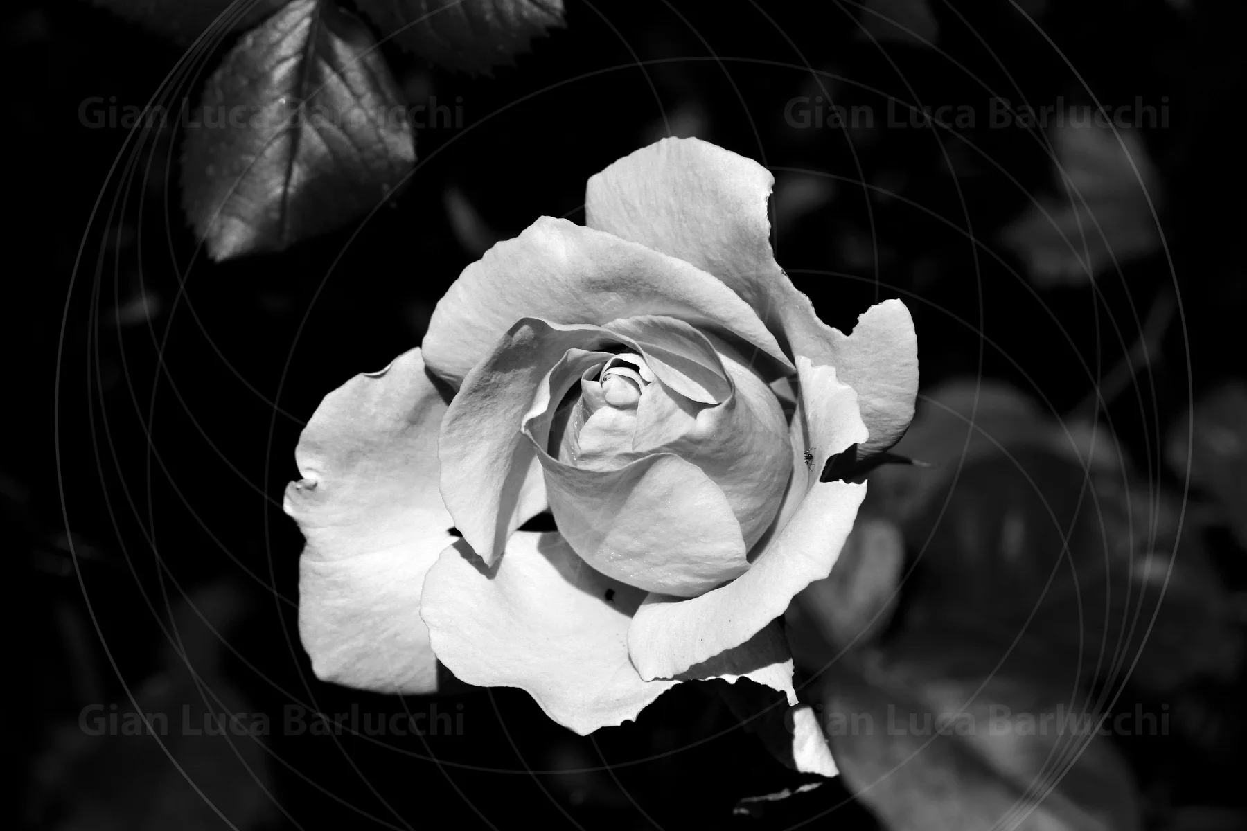 Rose 4 — close-up
