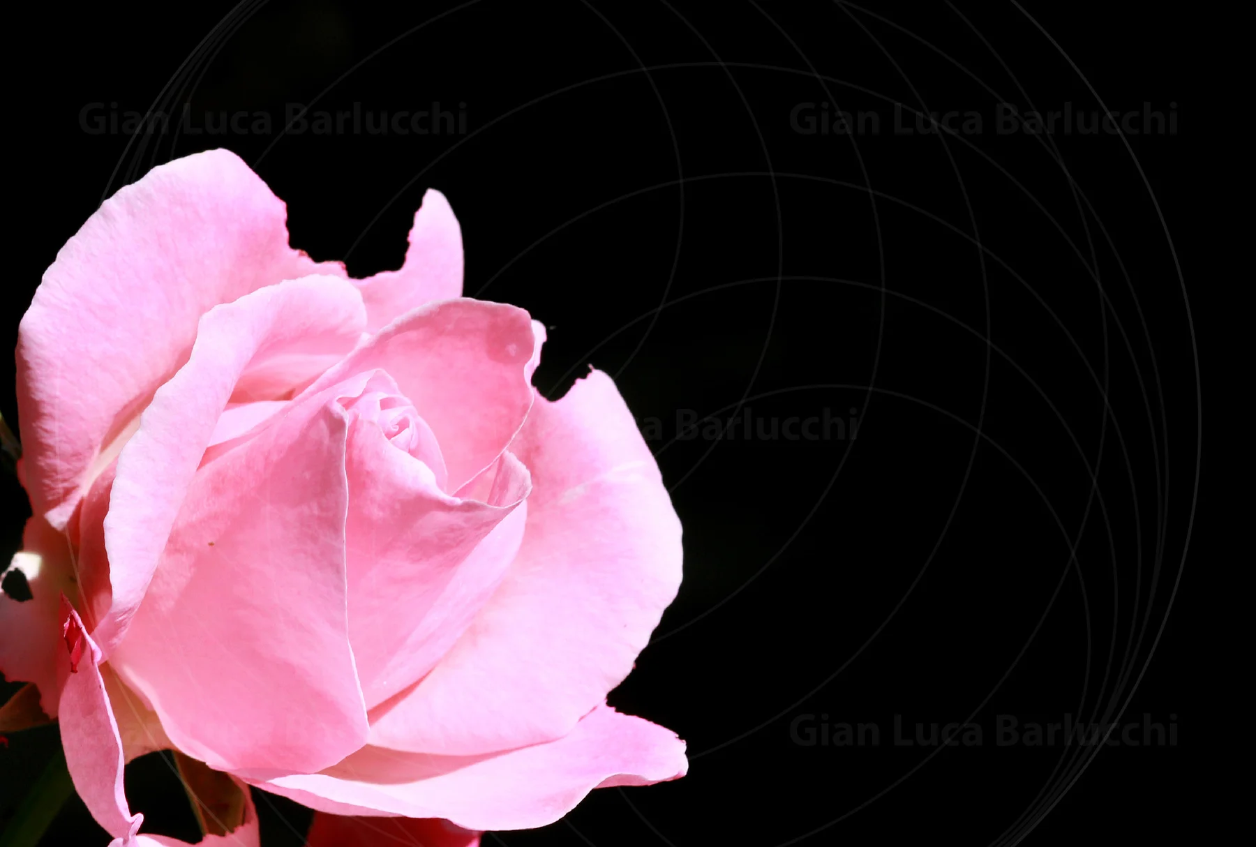 Close-up of a pink rose against a dark background