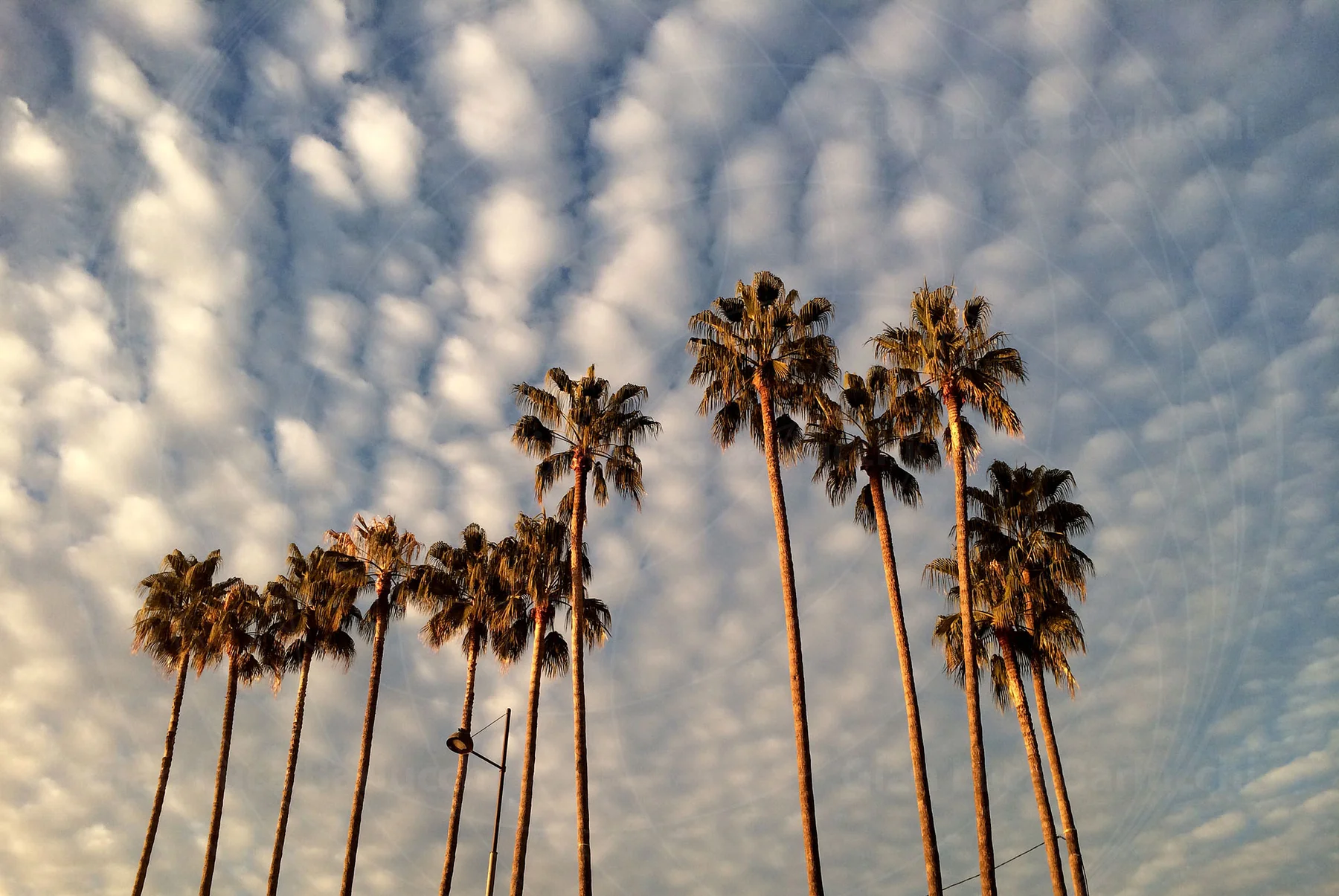 Tall palm trees silhouetted beneath a sky filled with small clouds