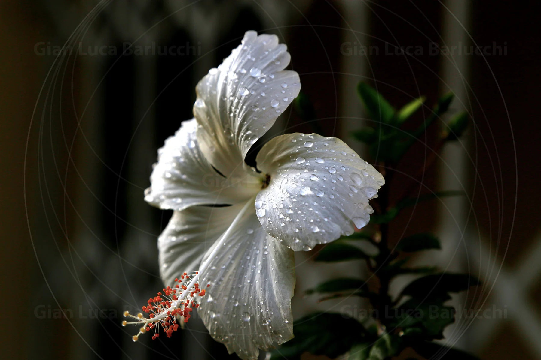 White flower covered with water droplets against a dark background