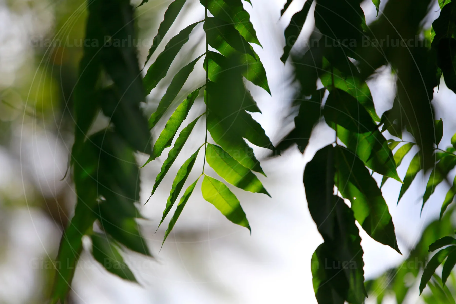 Green leaves hanging in alternating rows from slender stems