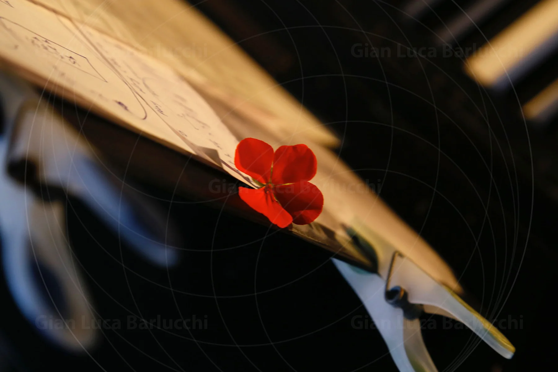 Red flower resting on an open music score
