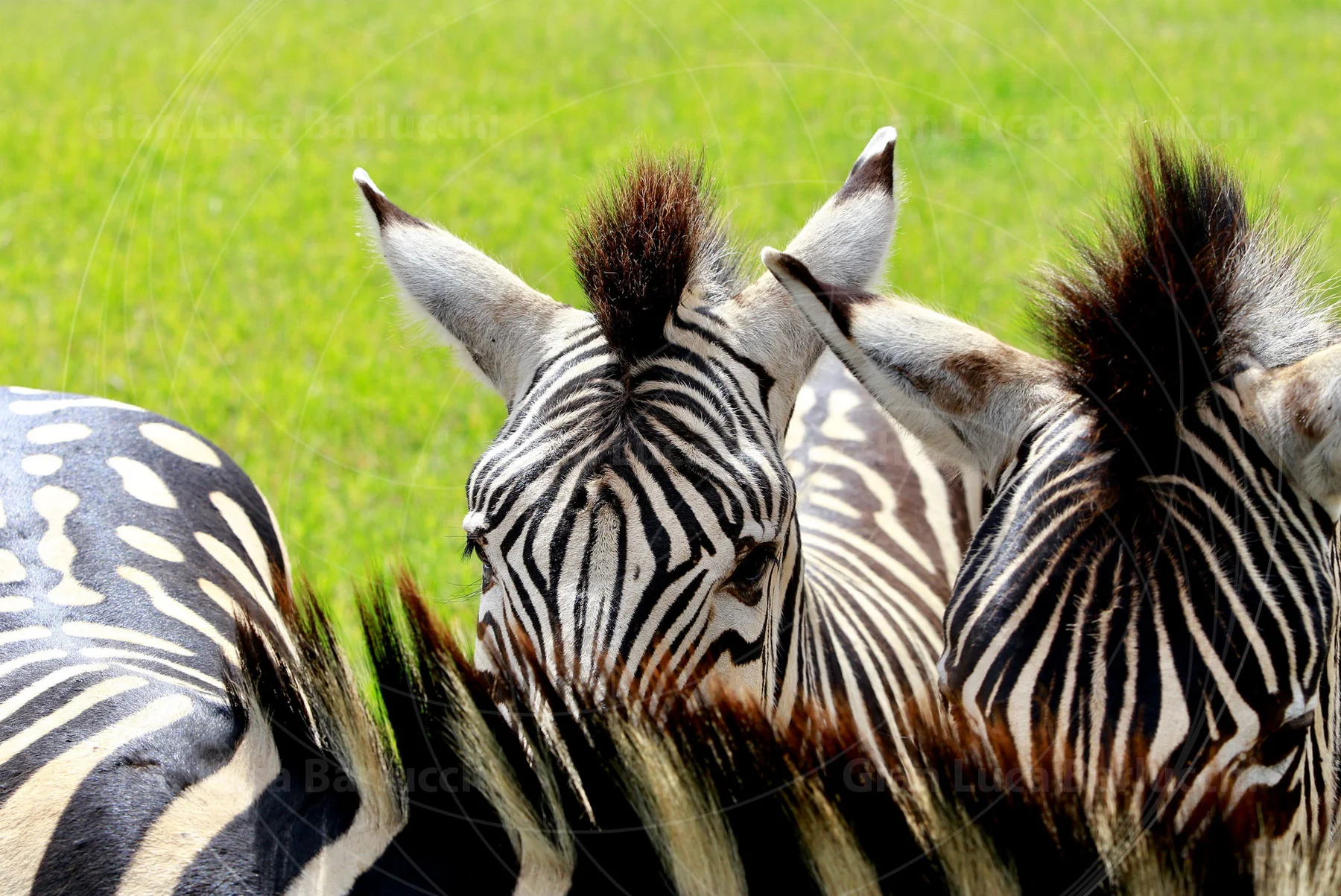 Close-up of zebras clustered together against bright green grass