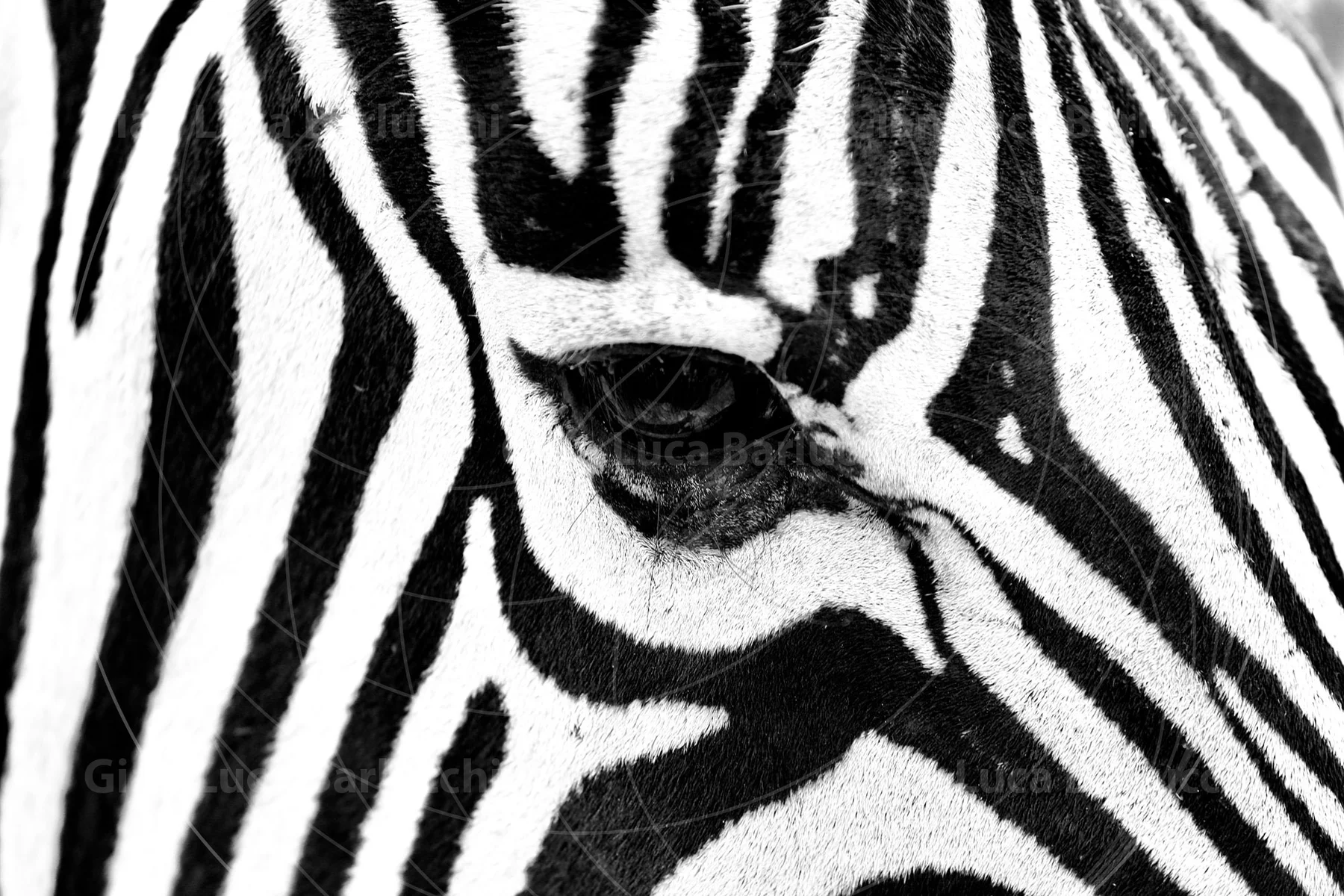 Black-and-white close-up of a zebra's eye surrounded by stripes