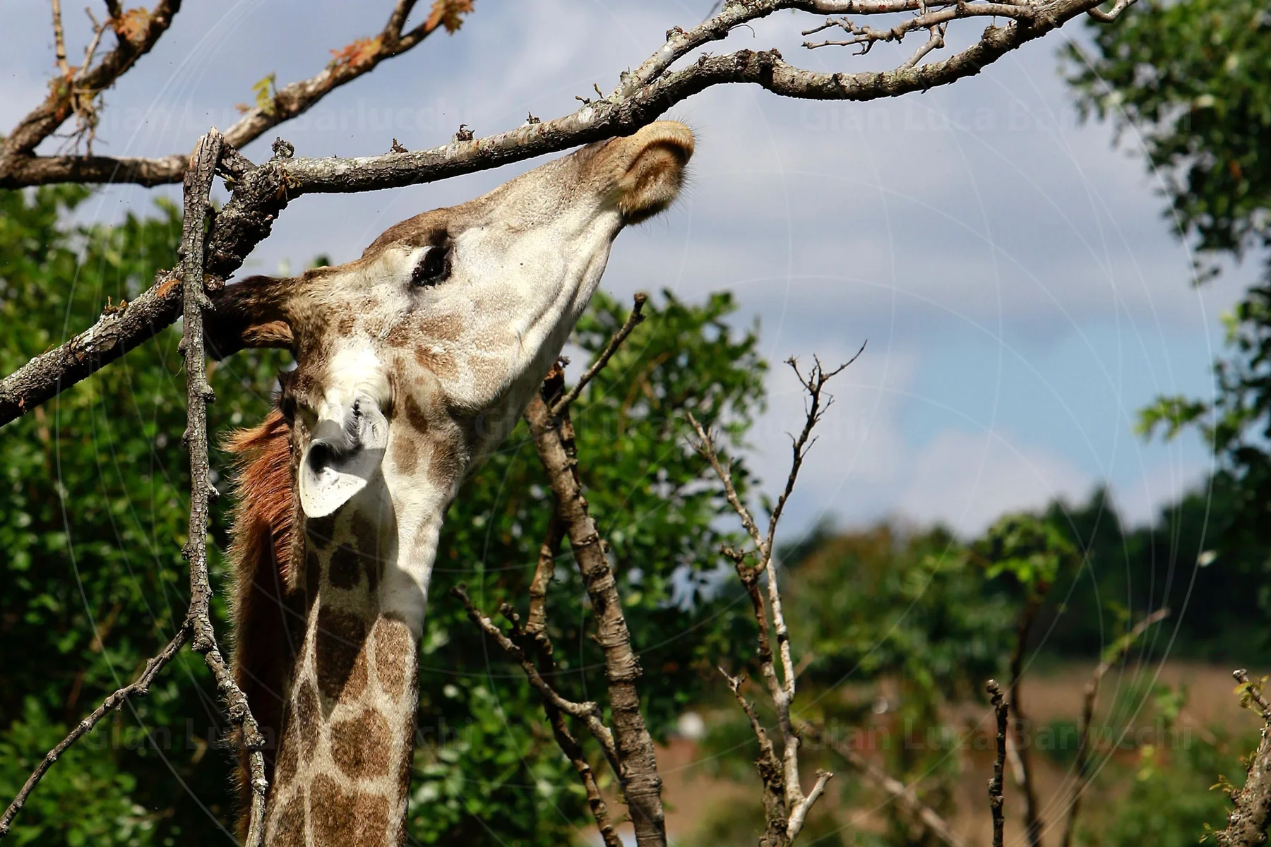 Giraffe stretching its muzzle toward a branch above its head