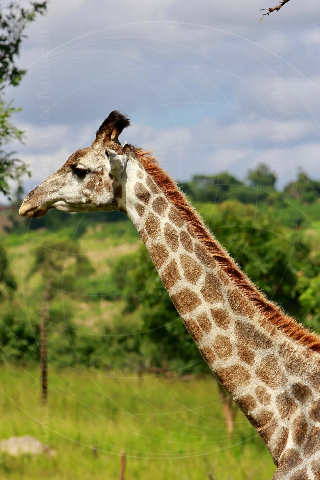 Giraffe's head and long neck rising above green grass
