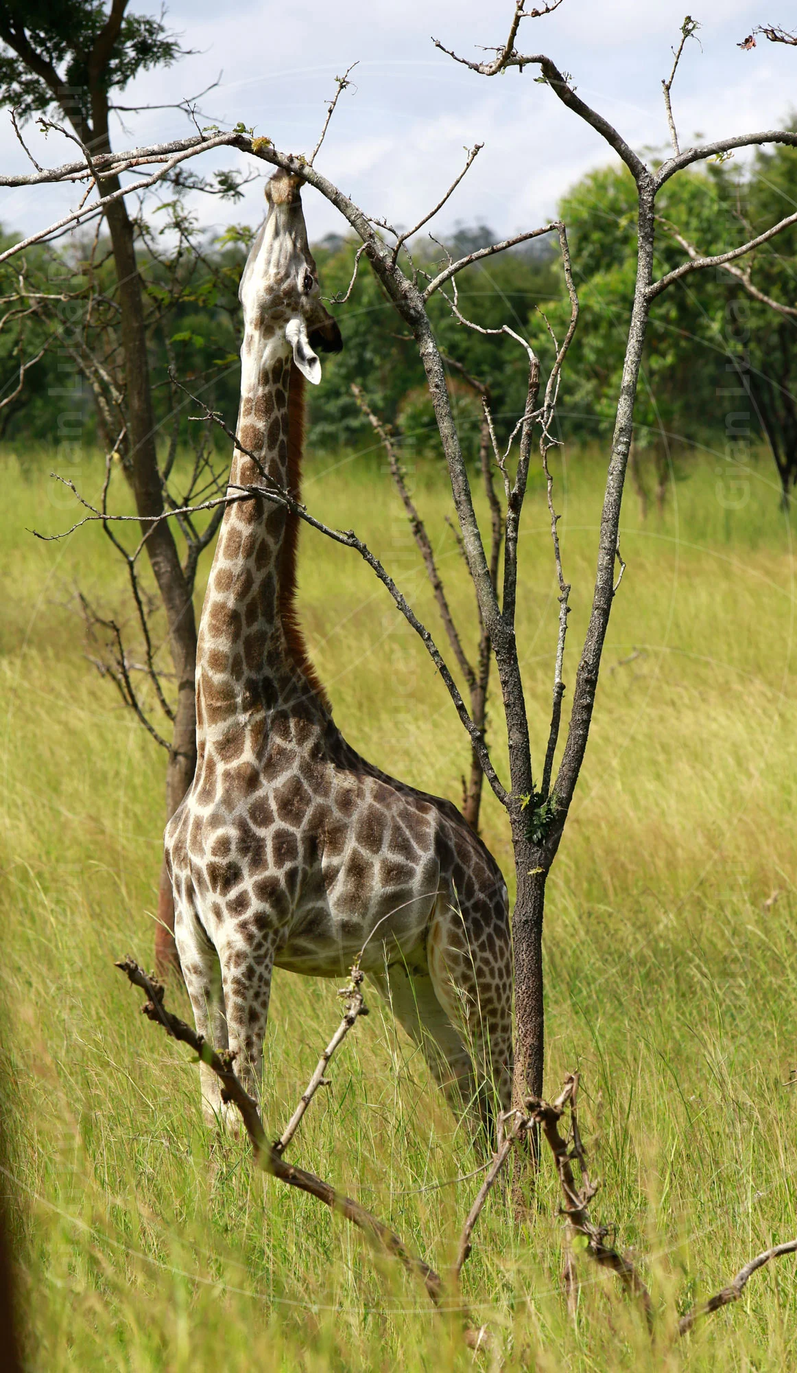 Giraffe standing among slender trees in tall green grass