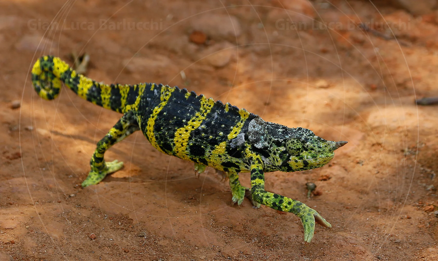 Green and black chameleon walking across reddish earth