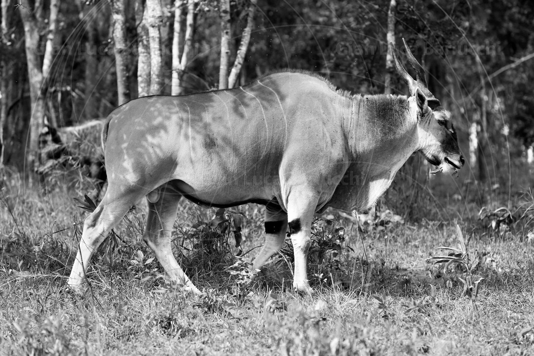 Black-and-white side view of a large antelope beside trees