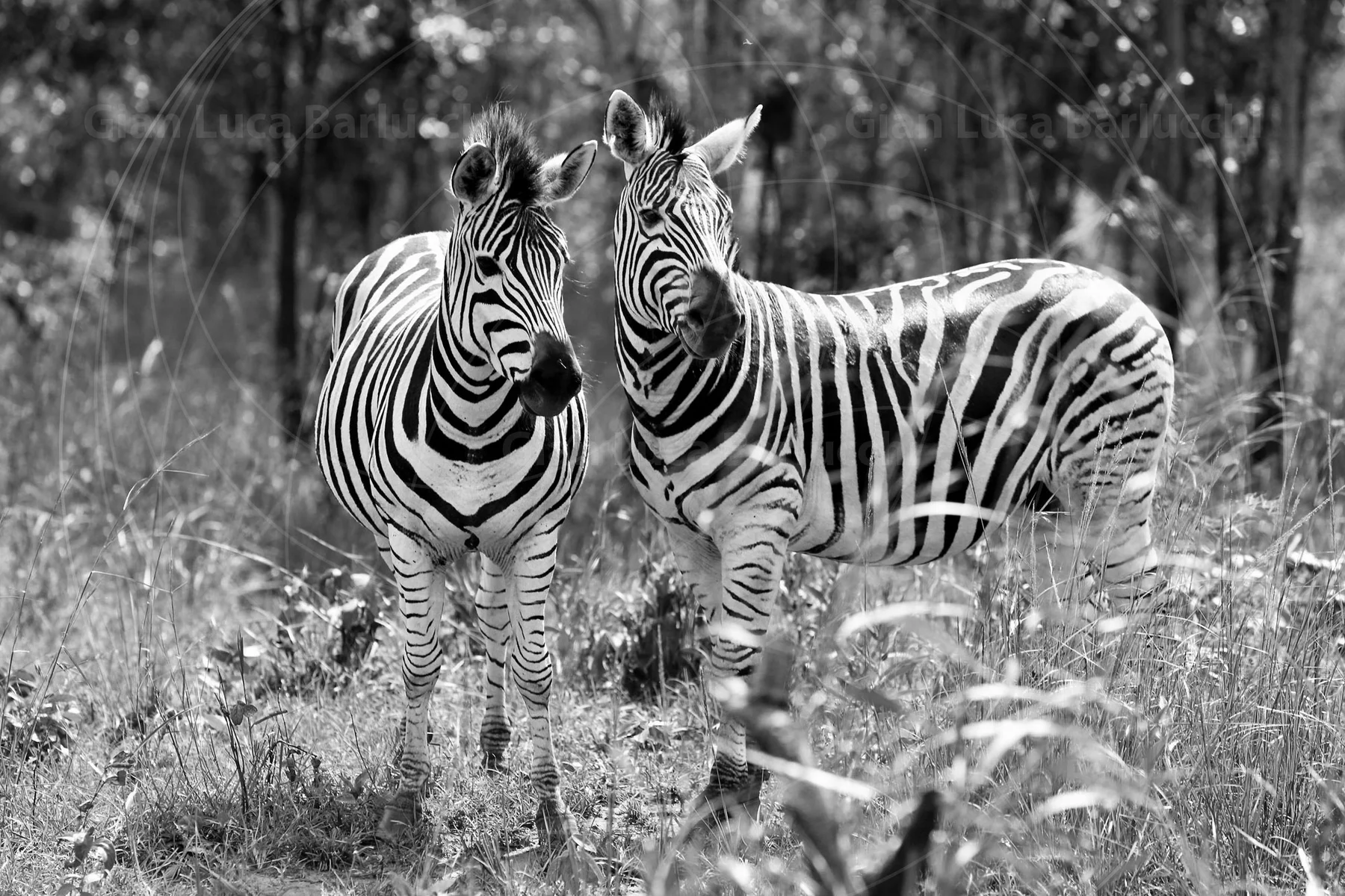 Black-and-white photograph of two zebras standing among woodland plants