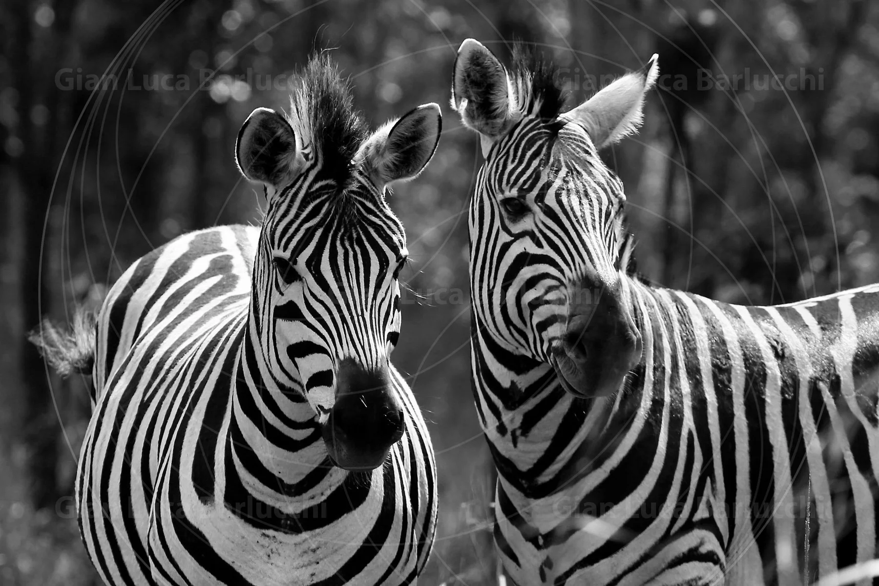 Black-and-white close-up of two zebras standing face to face
