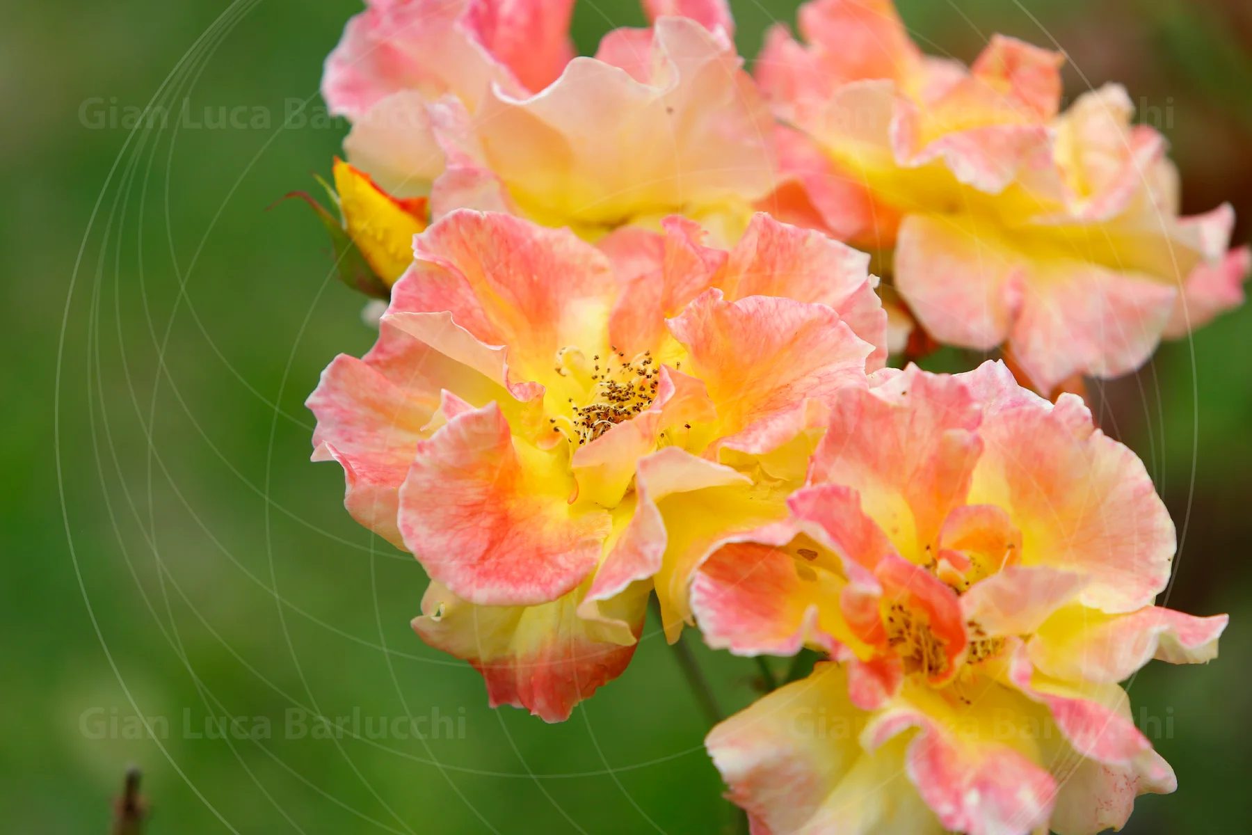 Cluster of pink and yellow flowers against green foliage