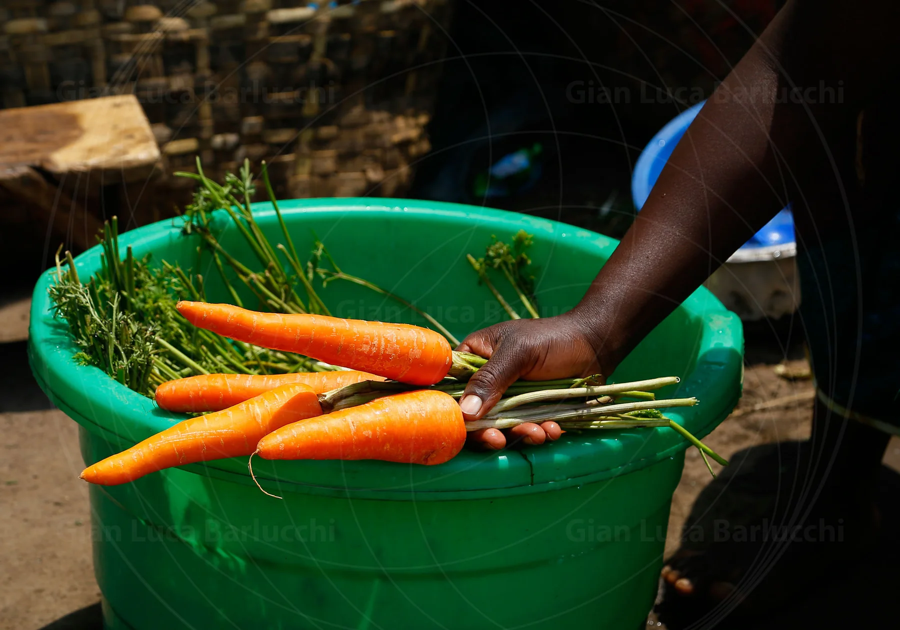 Hand arranging fresh carrots in a large green basin