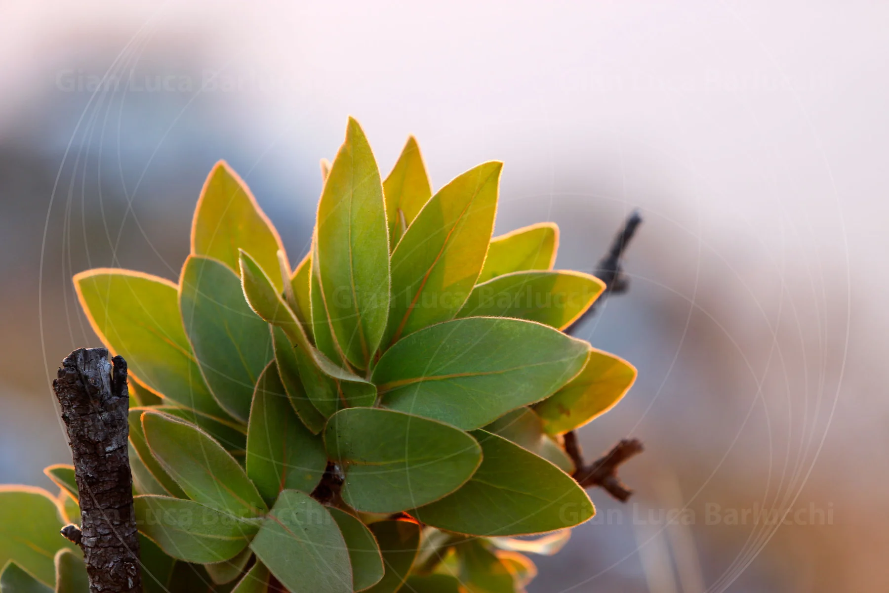 Cluster of green leaves edged with warm sunlight against a soft background