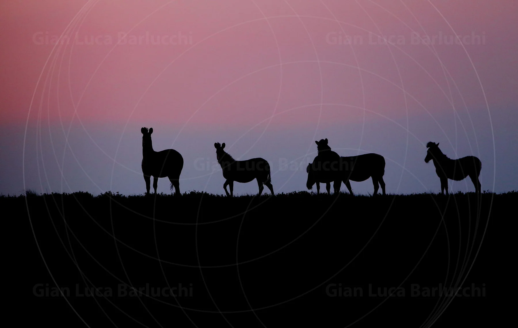 Zebras silhouetted against a pink and purple sky at dusk