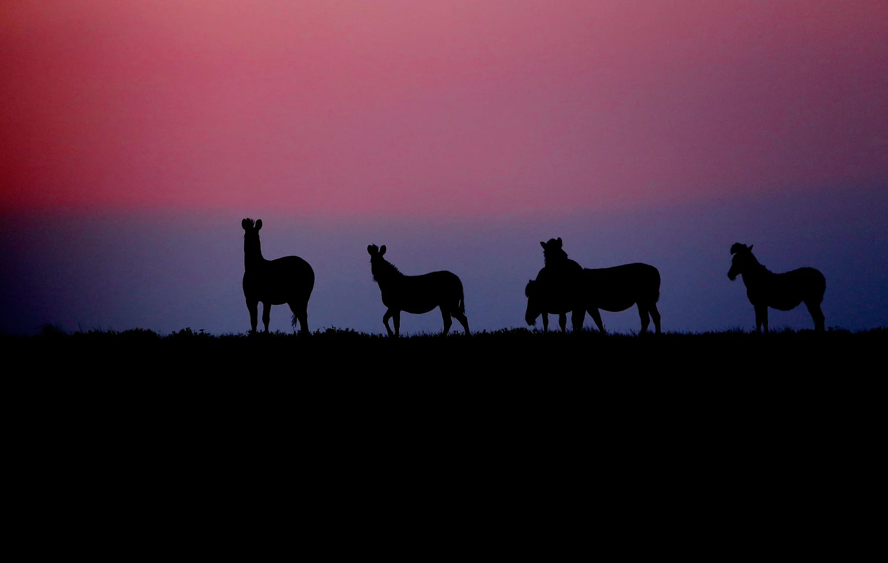 Zebras silhouetted against a purple and pink sky at dusk