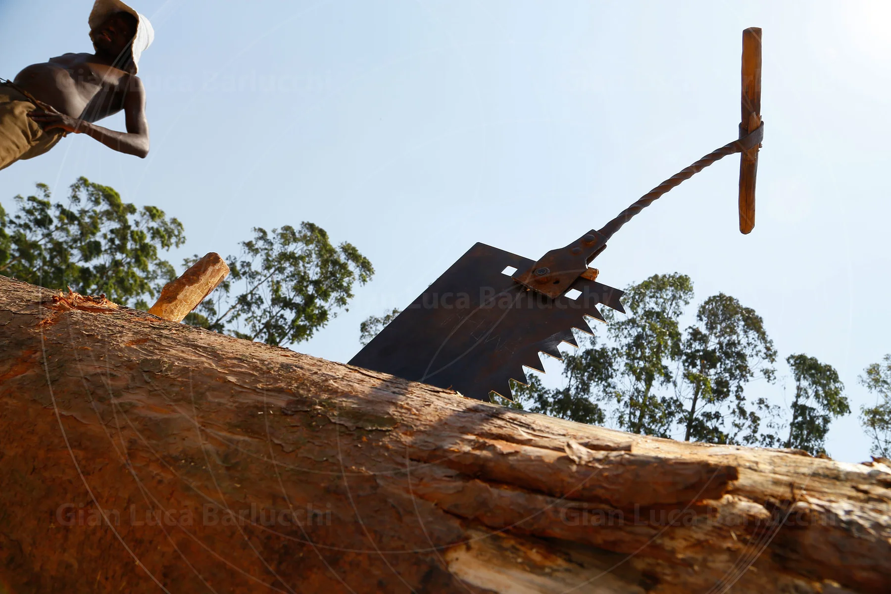 Low-angle view of a person sawing a large log with a two-person saw