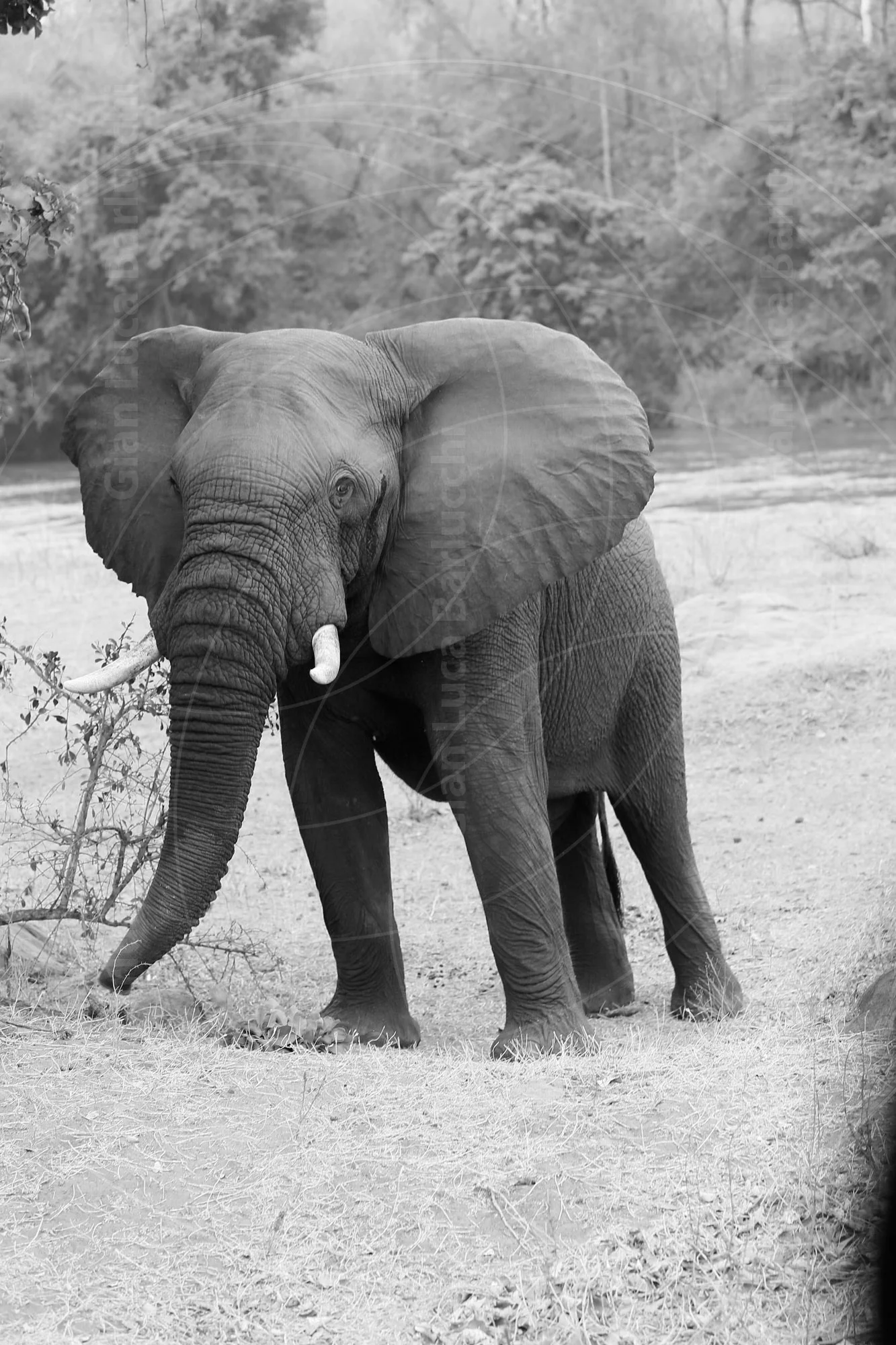 Elephant 6 — safari