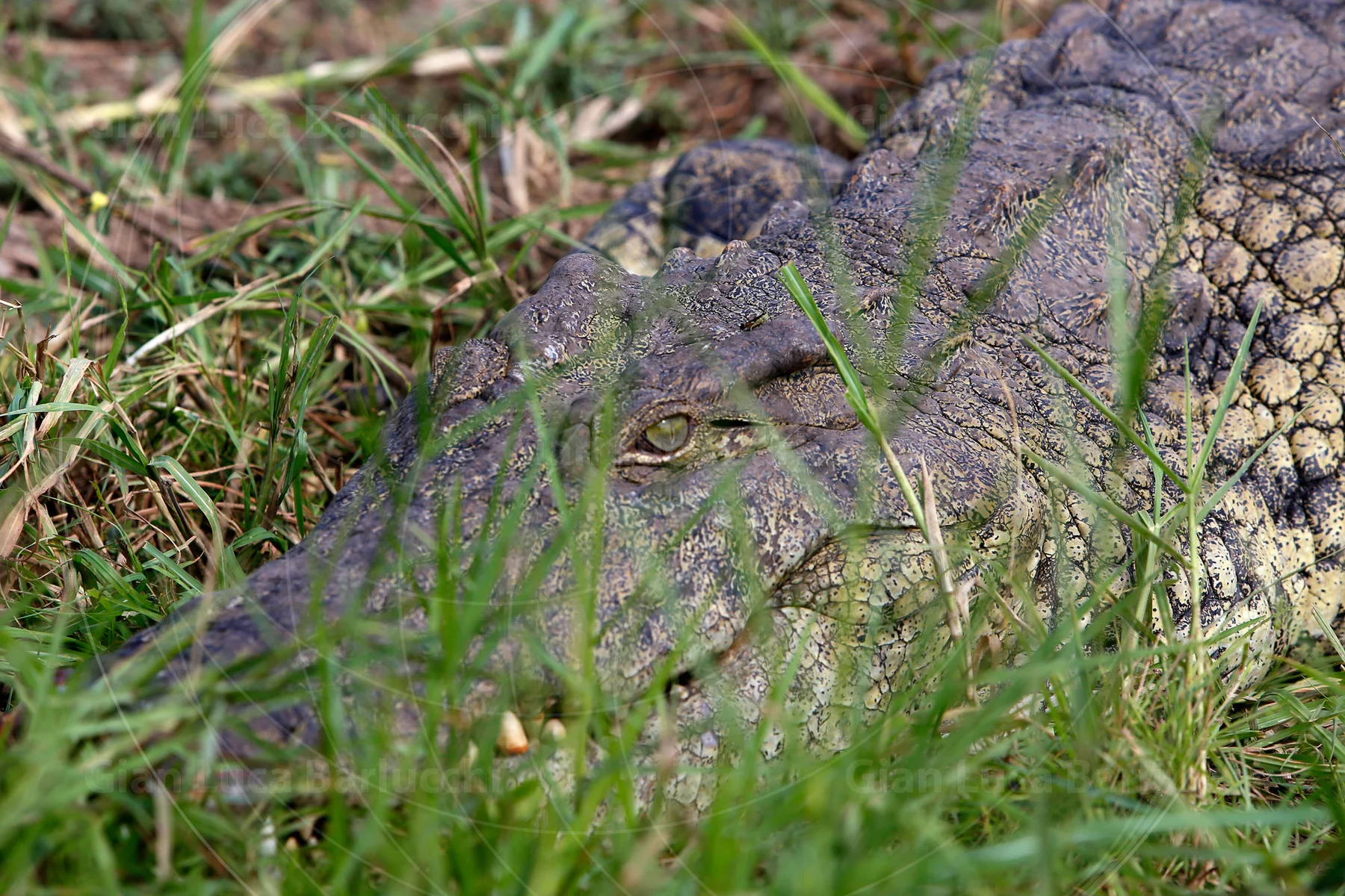 Close-up of a crocodile's eye and textured skin through grass