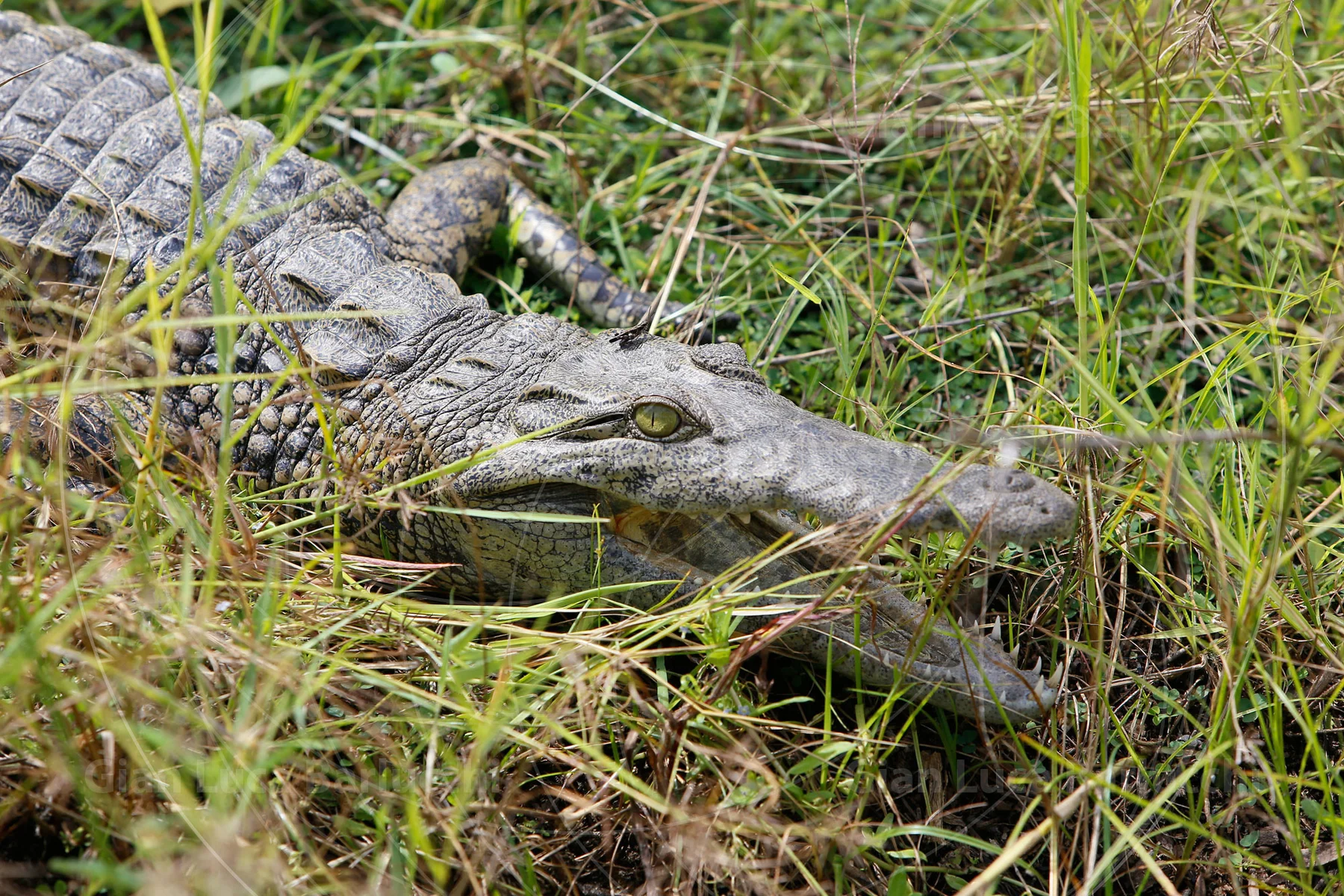 Crocodile resting in grass beside the water
