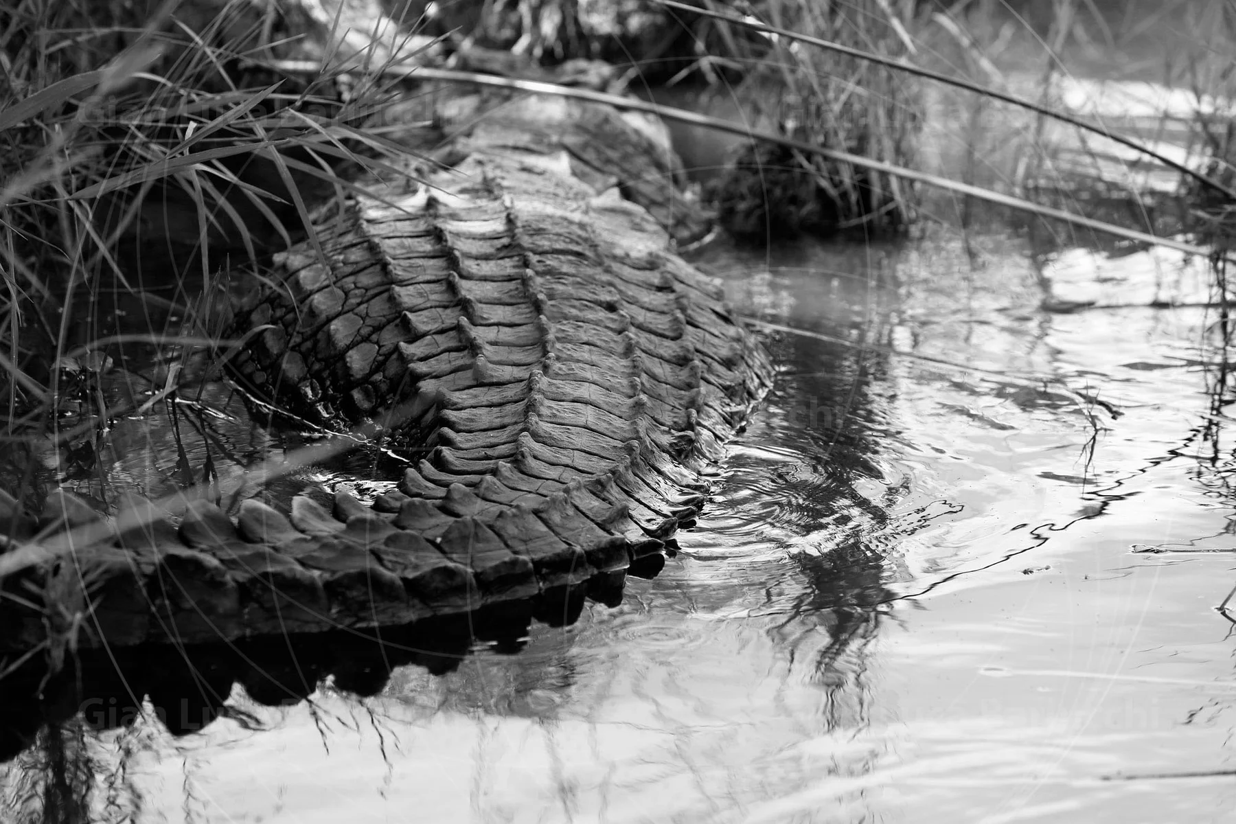 Black-and-white detail of a crocodile's ridged tail partly submerged in water