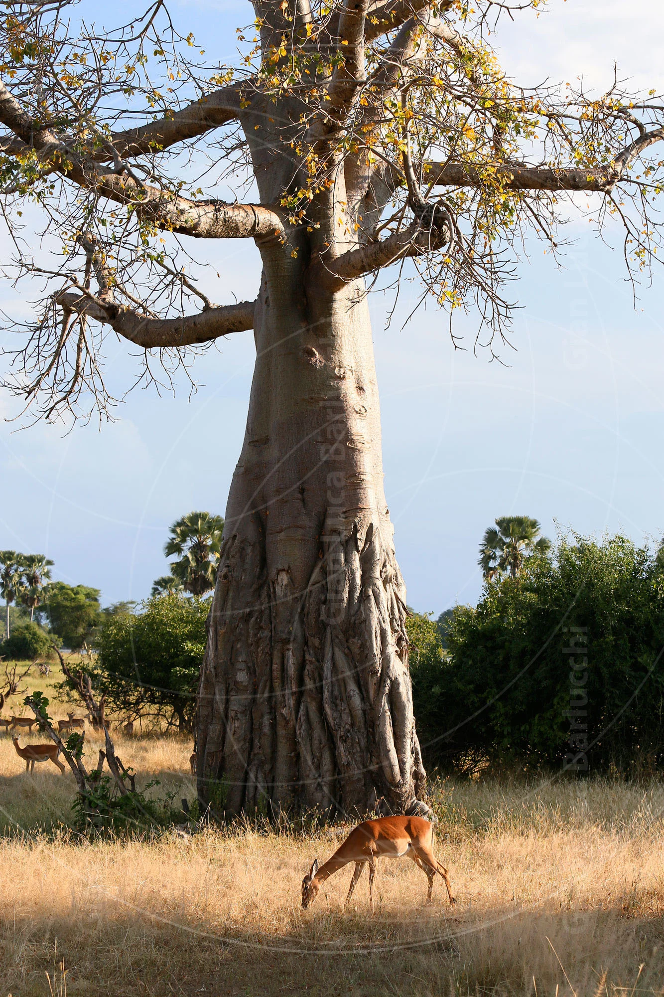Antelope standing beneath a large baobab tree in dry grass