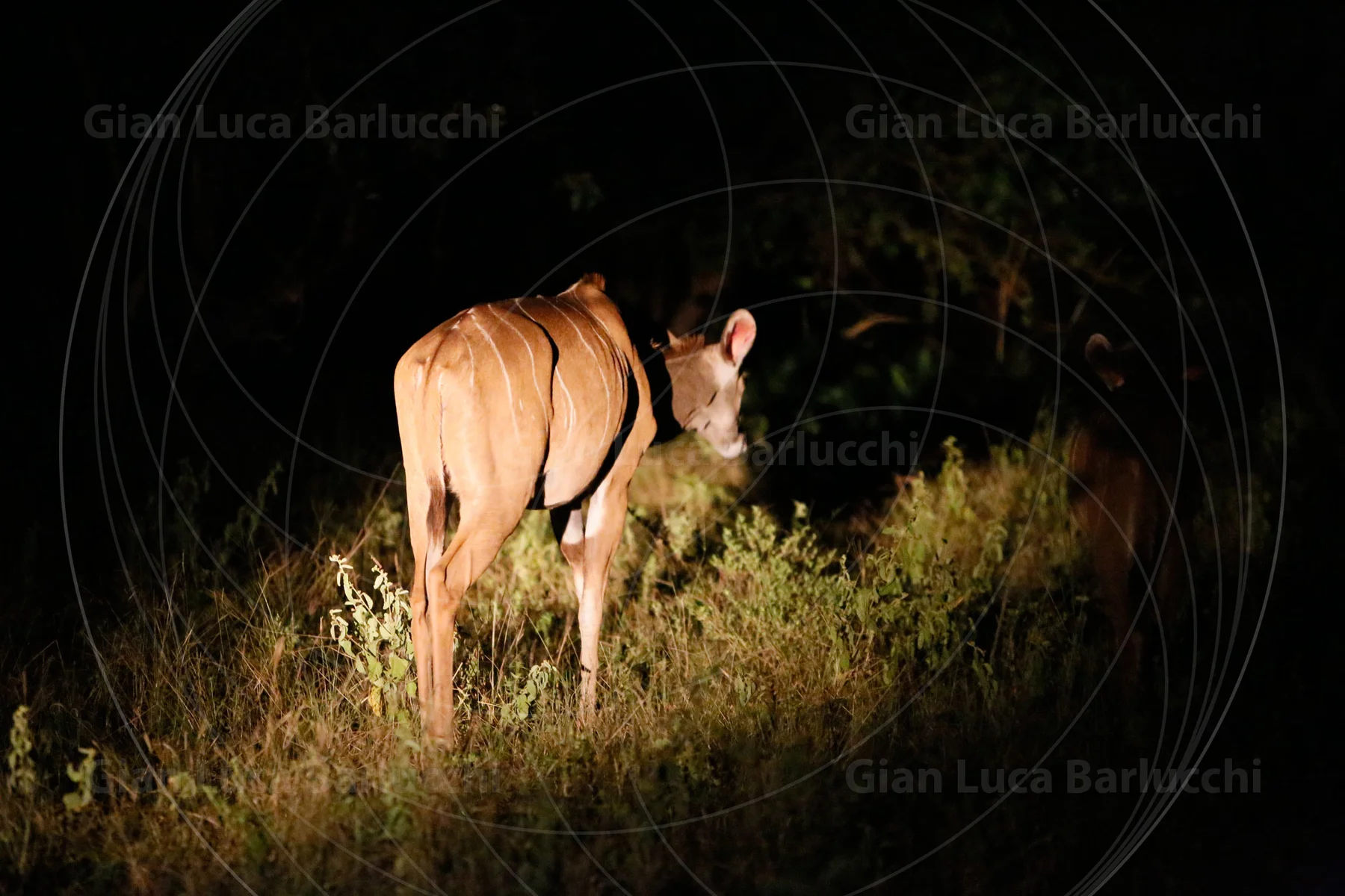 Antelope illuminated in tall grass against the darkness of night