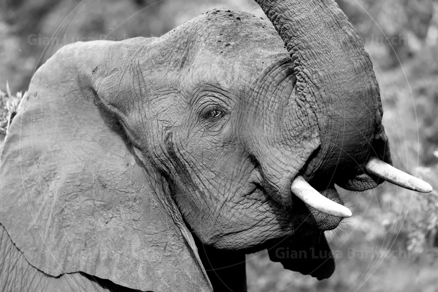 Black-and-white close-up of an elephant with its trunk lifted over its head