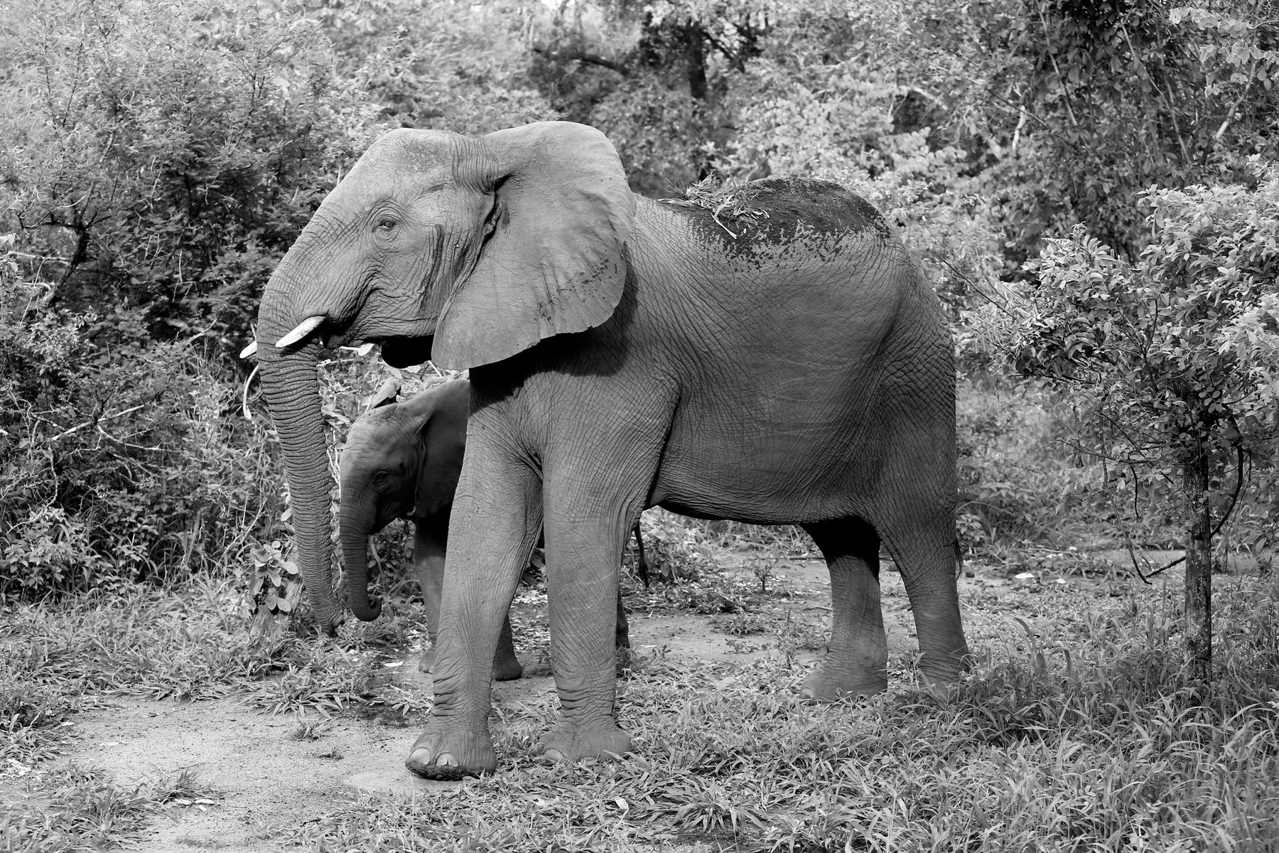 Black-and-white side view of an elephant at the edge of woodland